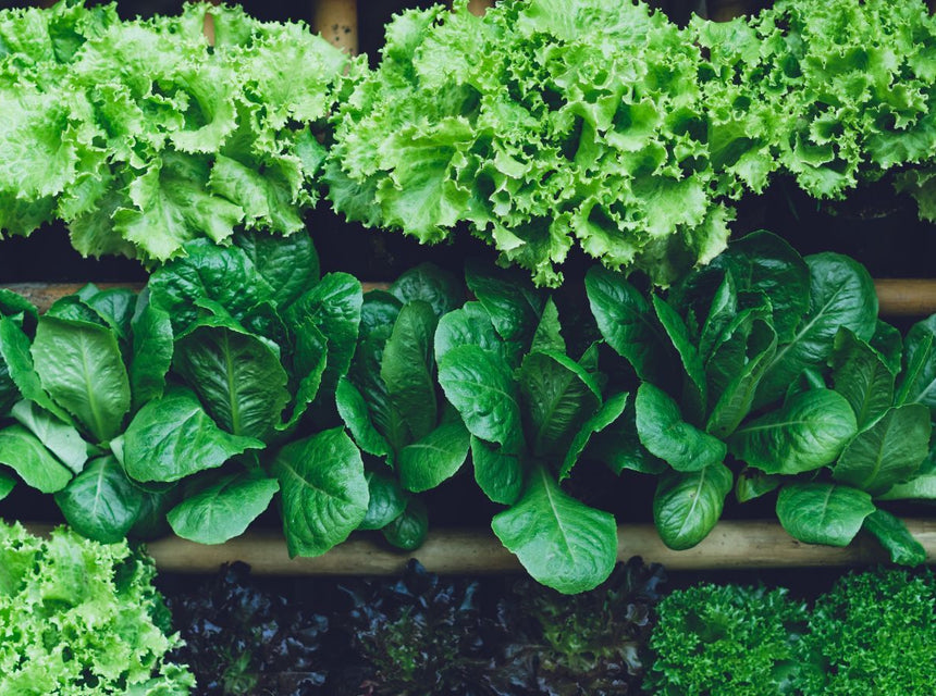 Fresh green lettuce and leafy greens growing in a wooden planter box
