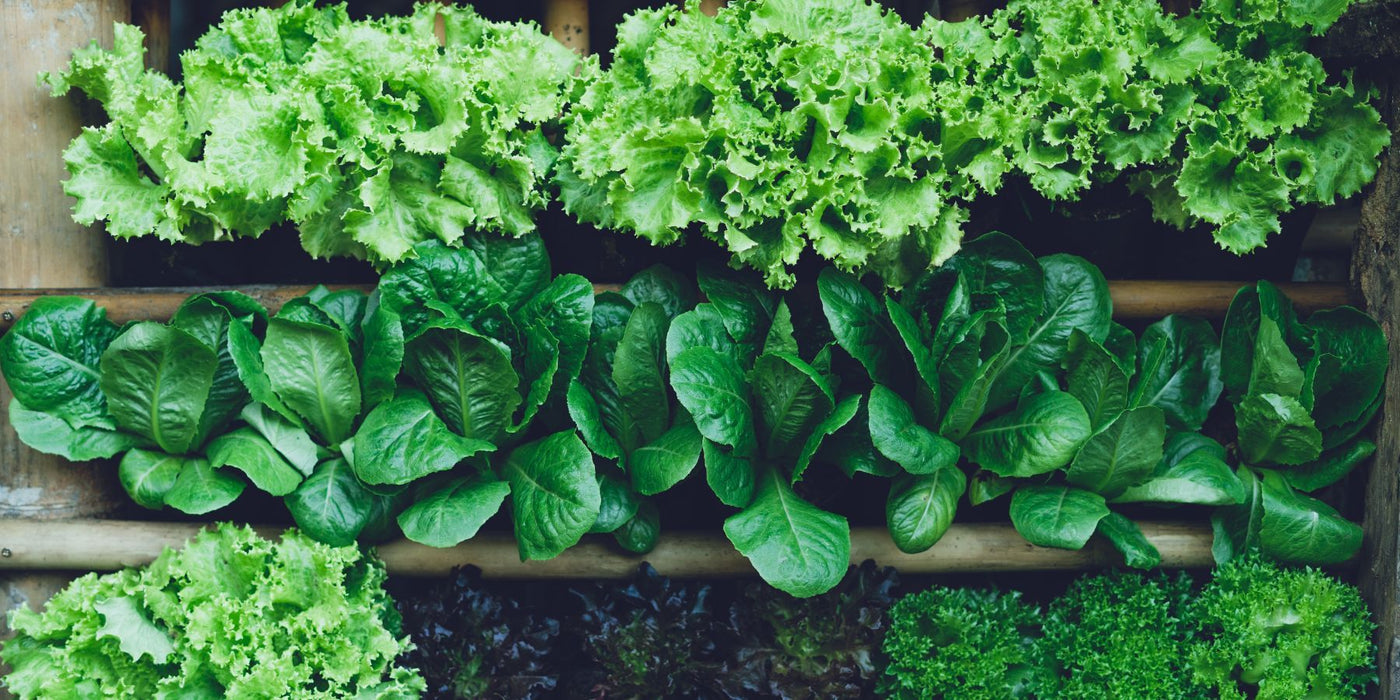 Fresh green lettuce and leafy greens growing in a wooden planter box