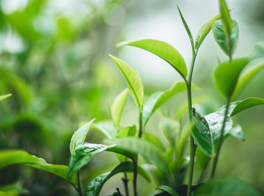 Close up of vibrant green herbal leaves with a soft blurred background