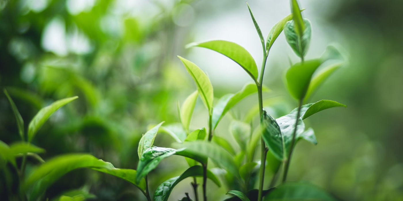 Close up of vibrant green herbal leaves with a soft blurred background