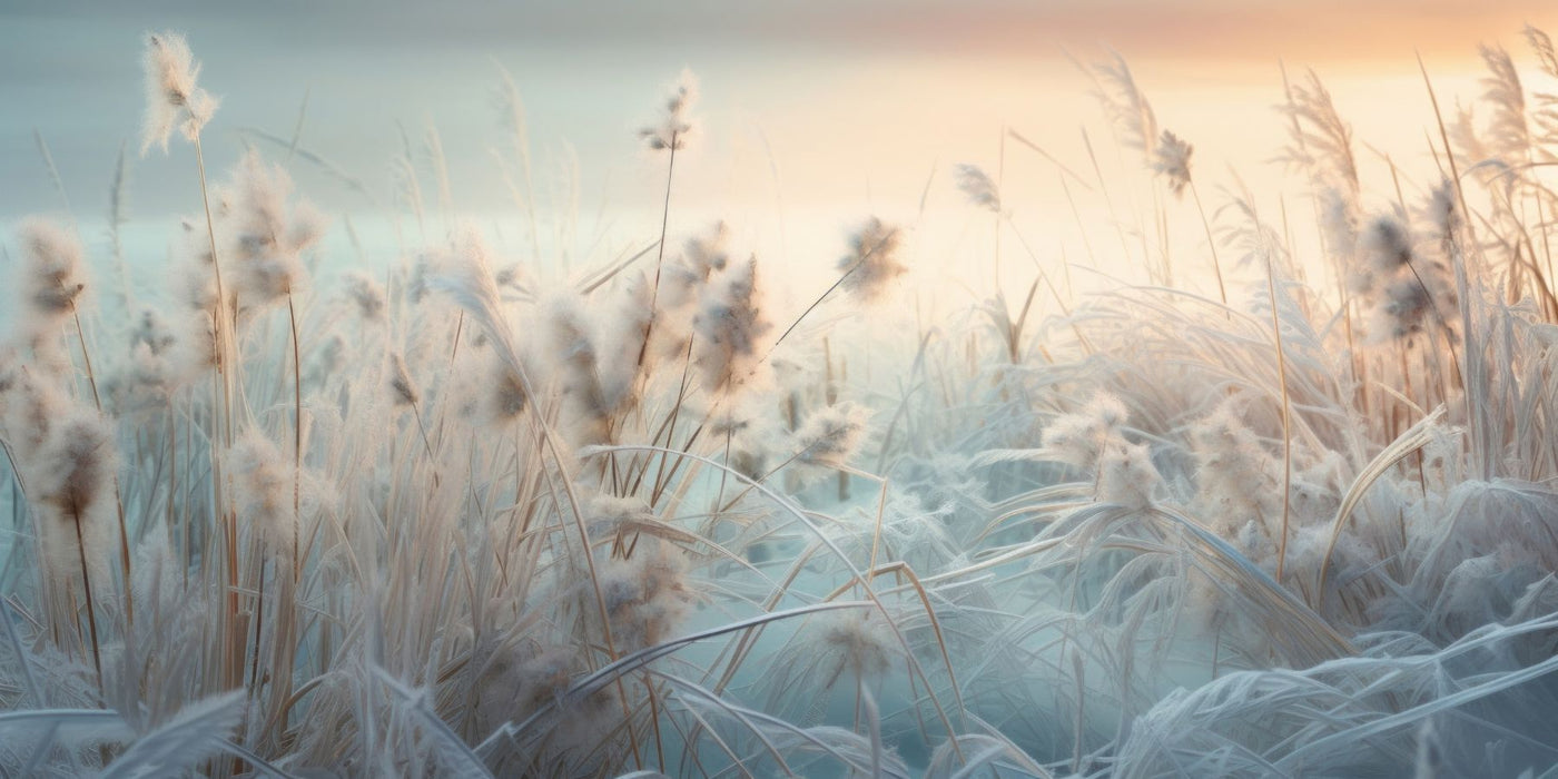 Frosty tall grasses at sunset in pastel colors for a serene winter scene.