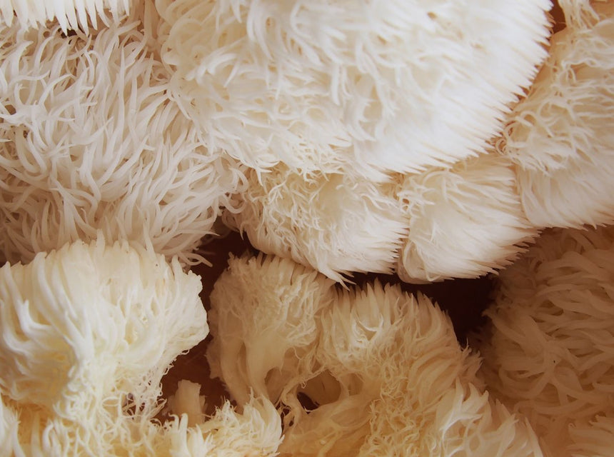 Close up of white lion's mane mushrooms with fluffy shaggy frills.