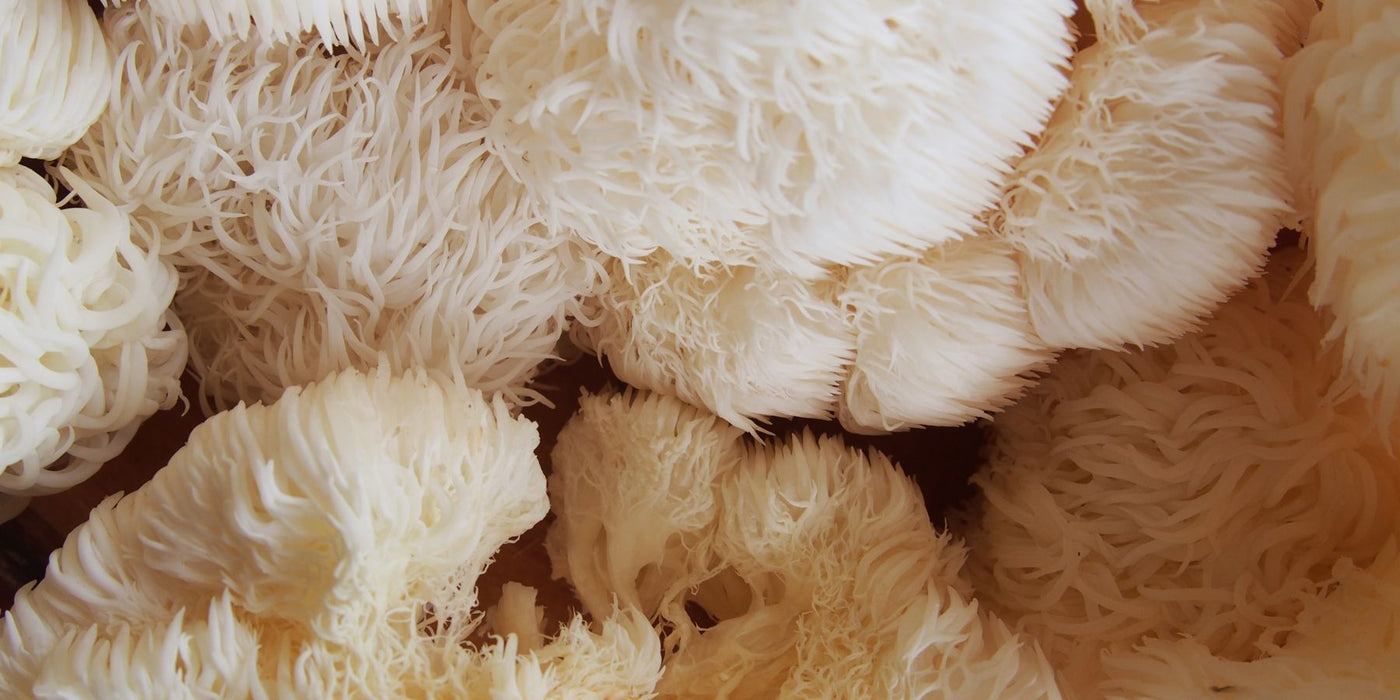 Close up of white lion's mane mushrooms with fluffy shaggy frills.