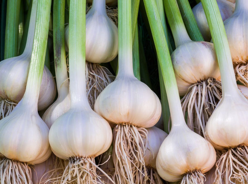 Cluster of white garlic bulbs with green stalks ready for harvest.
