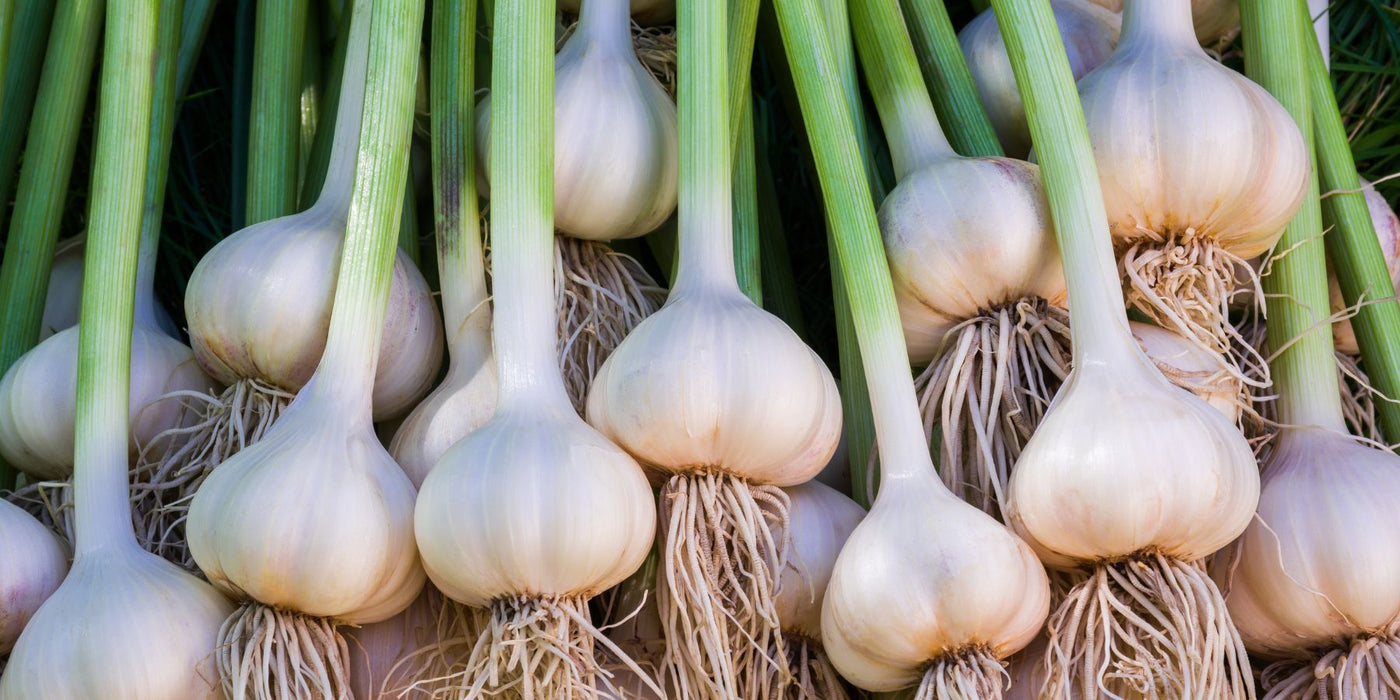 Cluster of white garlic bulbs with green stalks ready for harvest.