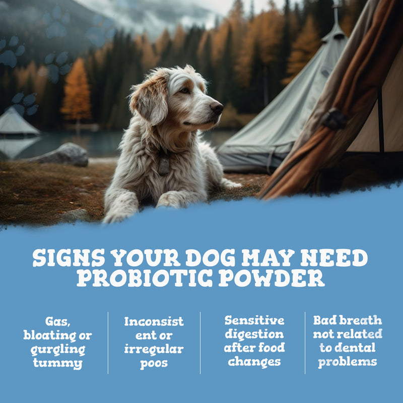 Dog relaxing beside a camping tent on a promo graphic about signs your dog may need probiotic powder.