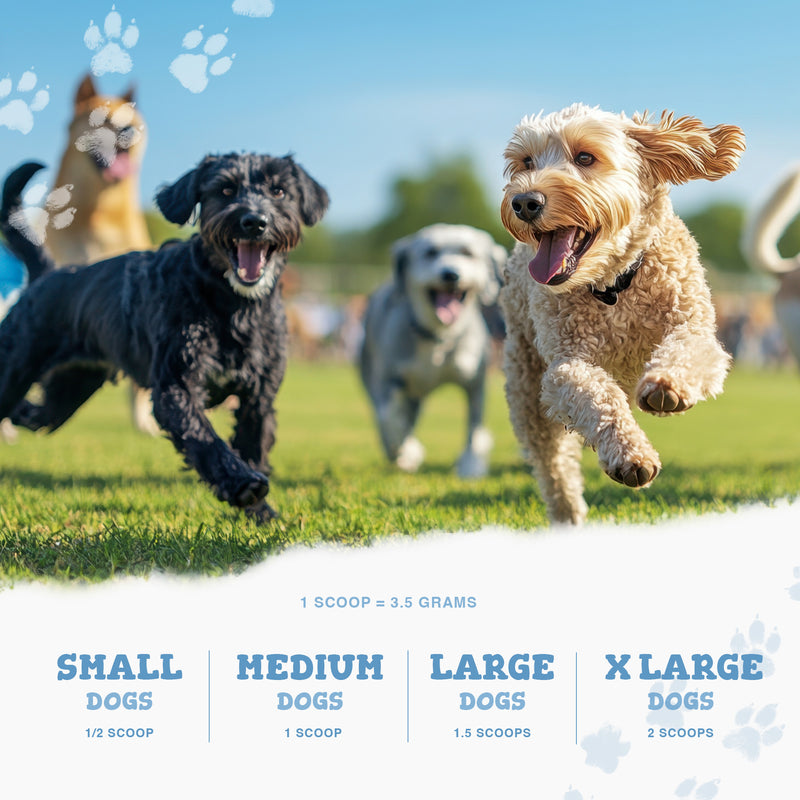 Three dogs sprint across a sunny field in a probiotic digestion powder ad with dosage sizes shown at the bottom.