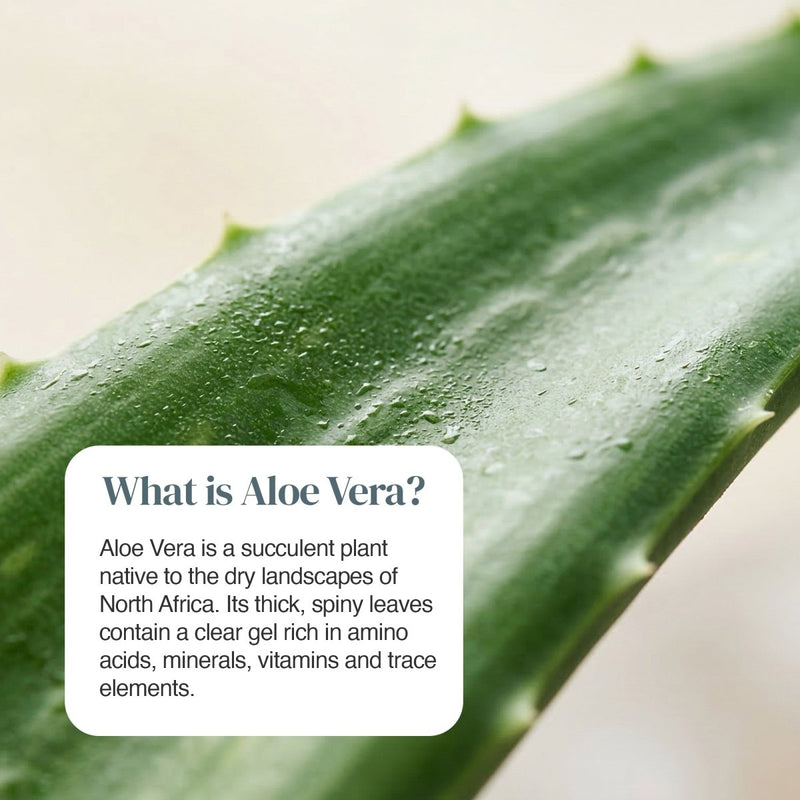 aloe vera plant vitamins Aloe Vera 6000mg | Gentle Digestive Support