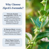 An informational graphic for Zipvit's Formula featuring text on the left and a close-up photo of an ashwagandha plant on the right. The text highlights clinically studied Ashwagandha, a B vitamins blend, and black pepper extract.