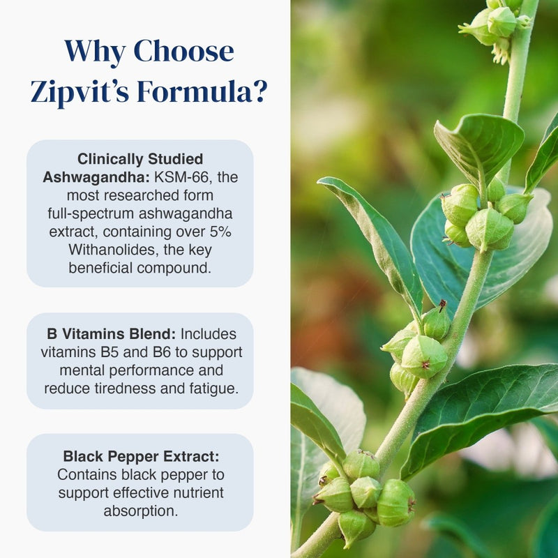 An informational graphic for Zipvit's Formula featuring text on the left and a close-up photo of an ashwagandha plant on the right. The text highlights clinically studied Ashwagandha, a B vitamins blend, and black pepper extract.