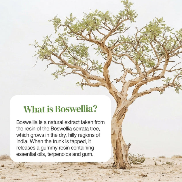 Desert scene with a gnarled Boswellia tree and a rounded white panel reading What is Boswellia