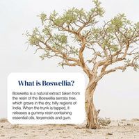 A desert scene with a dry tree and a white text box that reads 'What is Boswellia?' with a paragraph of explanatory text.