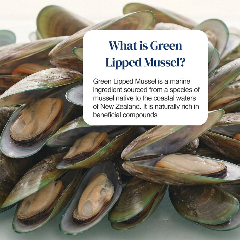 A close-up pile of green-lipped mussels with a white text box overlaid that reads, 'What is Green Lipped Mussel?' and a short descriptive paragraph.