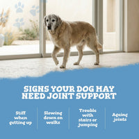 Dog standing on a wooden floor with text about joint support for dogs.