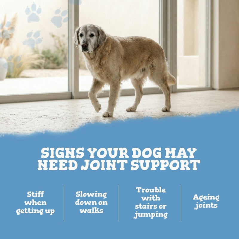 Dog standing on a wooden floor with text about joint support for dogs.
