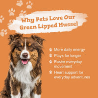 Dog with text about Green Lipped Mussel benefits on an orange background