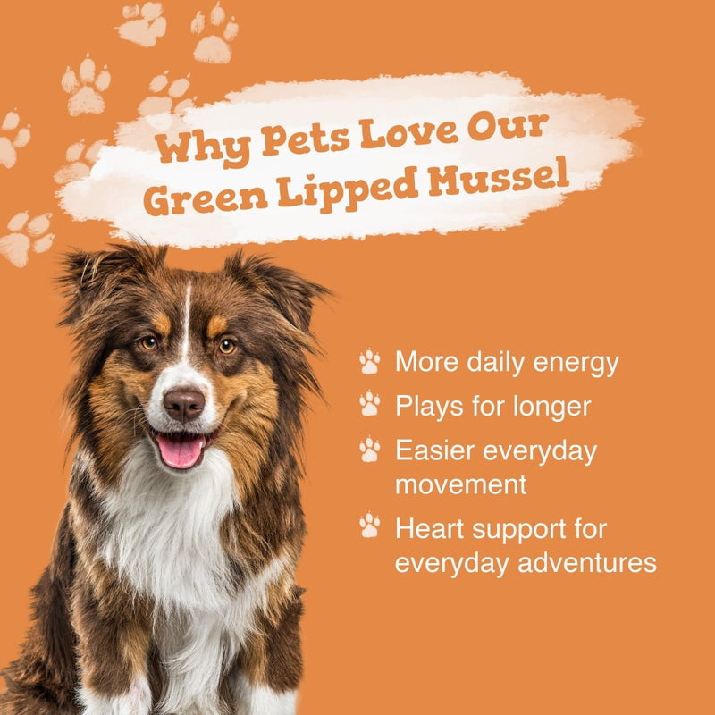 Dog with text about Green Lipped Mussel benefits on an orange background