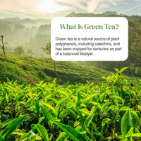 Sunlit tea plantation with a white rounded card reading What Is Green Tea