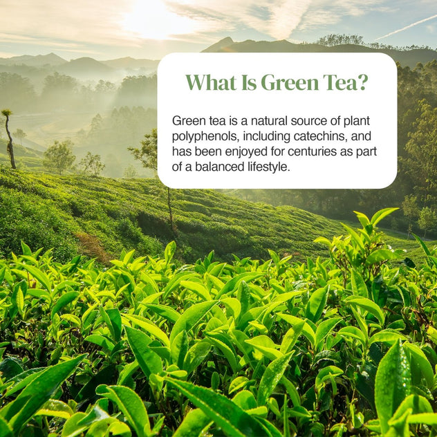 Sunlit tea plantation with a white rounded card reading What Is Green Tea