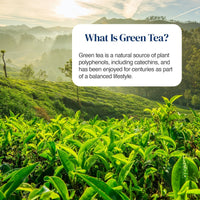 A scenic landscape of rolling green tea plantations in the foreground with misty mountains in the background. A white rounded text box overlays the upper right area with the heading 'What Is Green Tea?' and a descriptive paragraph about green tea and polyphenols.