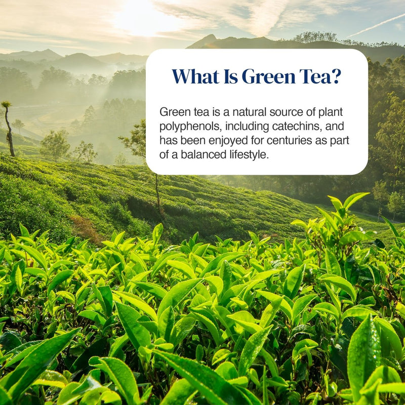 A scenic landscape of rolling green tea plantations in the foreground with misty mountains in the background. A white rounded text box overlays the upper right area with the heading 'What Is Green Tea?' and a descriptive paragraph about green tea and polyphenols.