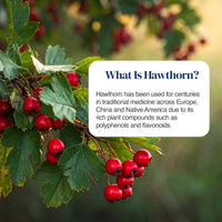 A close-up outdoor photo of hawthorn branches with clusters of bright red berries and green leaves, overlaid with a white rounded text box reading “What Is Hawthorn?”.