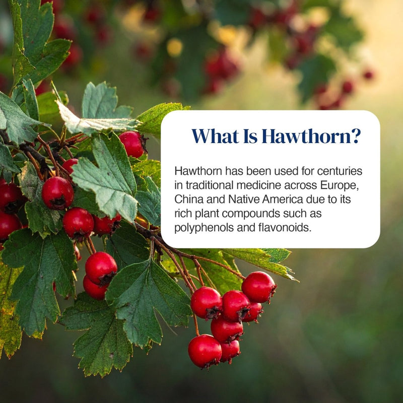 A close-up outdoor photo of hawthorn branches with clusters of bright red berries and green leaves, overlaid with a white rounded text box reading “What Is Hawthorn?”.