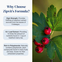 An informational graphic with the headline 'Why Choose Zipit's Formula?' on a white background, alongside three benefit callouts about high strength, 10:1 leaf extract, and polyphenol content. The right side shows a close-up photo of green hawthorn leaves and red berries.