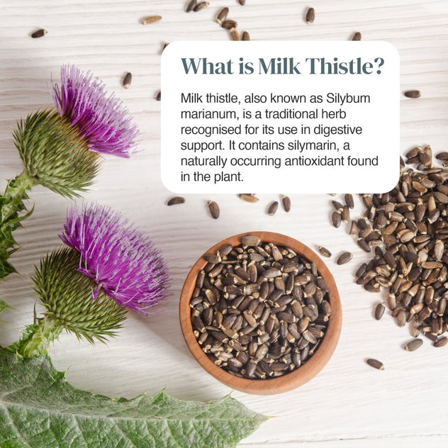 Milk thistle plant with purple blooms and seeds in a wooden bowl on a light wooden surface with a white speech bubble.