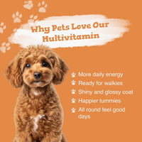 Dog with text about multivitamin benefits on an orange background