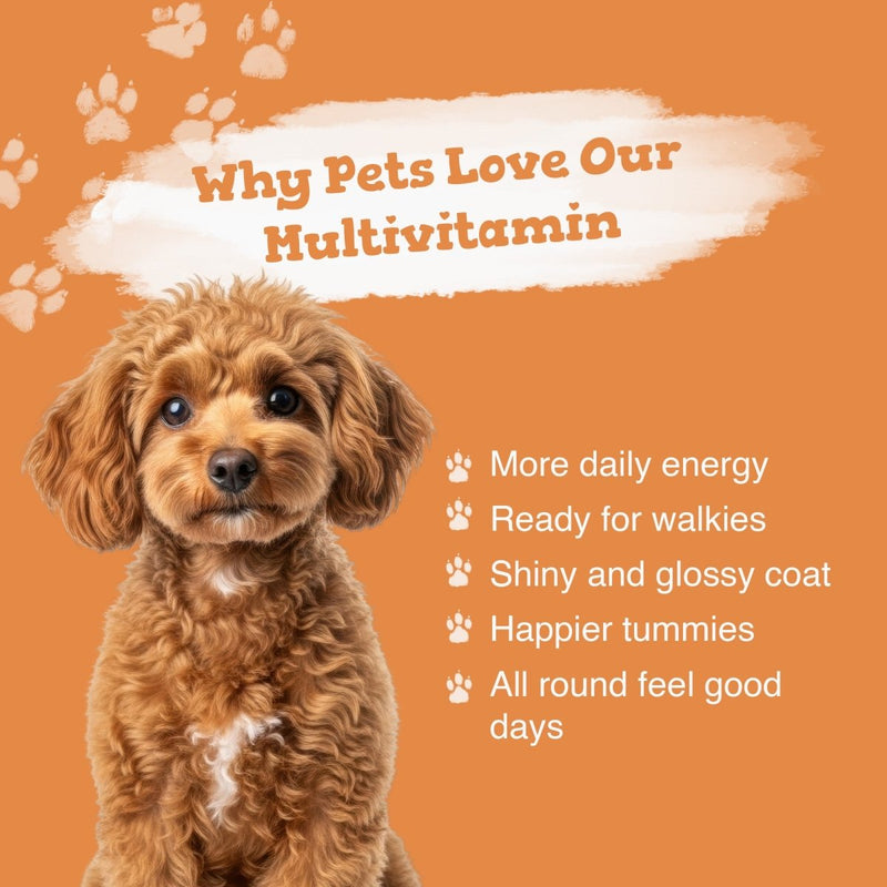 Dog with text about multivitamin benefits on an orange background