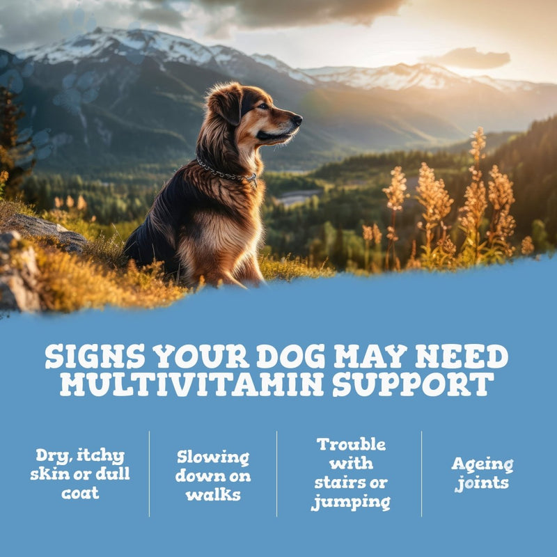 Dog sitting on a mountain with text about multivitamin support for dogs