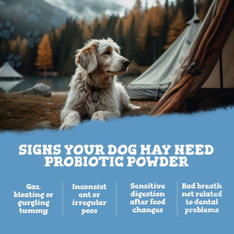 Dog sitting by a tent with a scenic background, text about probiotic powder for dogs.