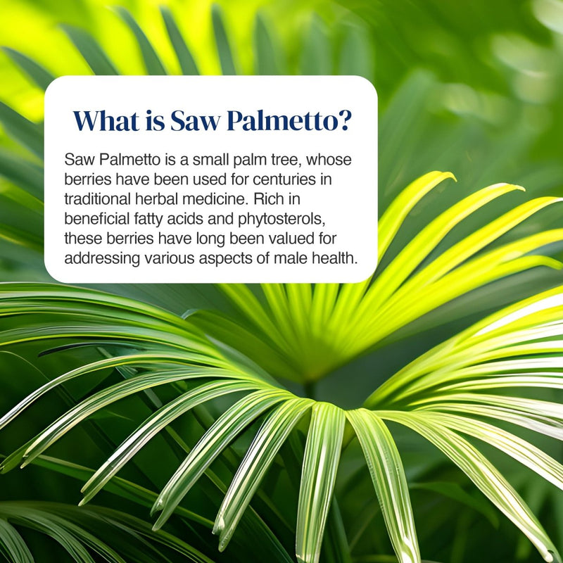 A text card explaining what Saw Palmetto is, set against a close-up background of green palm leaves. The card reads: 'What is Saw Palmetto? .
