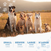 Four dogs of different breeds sit in a sunlit field with paw print accents, advertising a coat and skin conditioner for pets.