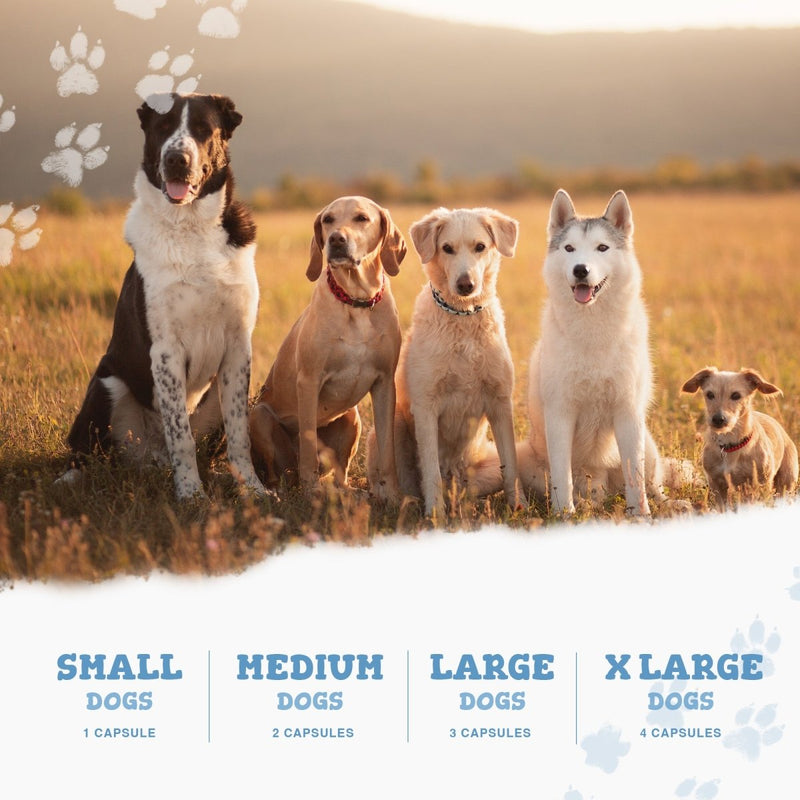 Four dogs of different breeds sit in a sunlit field with paw print accents, advertising a coat and skin conditioner for pets.