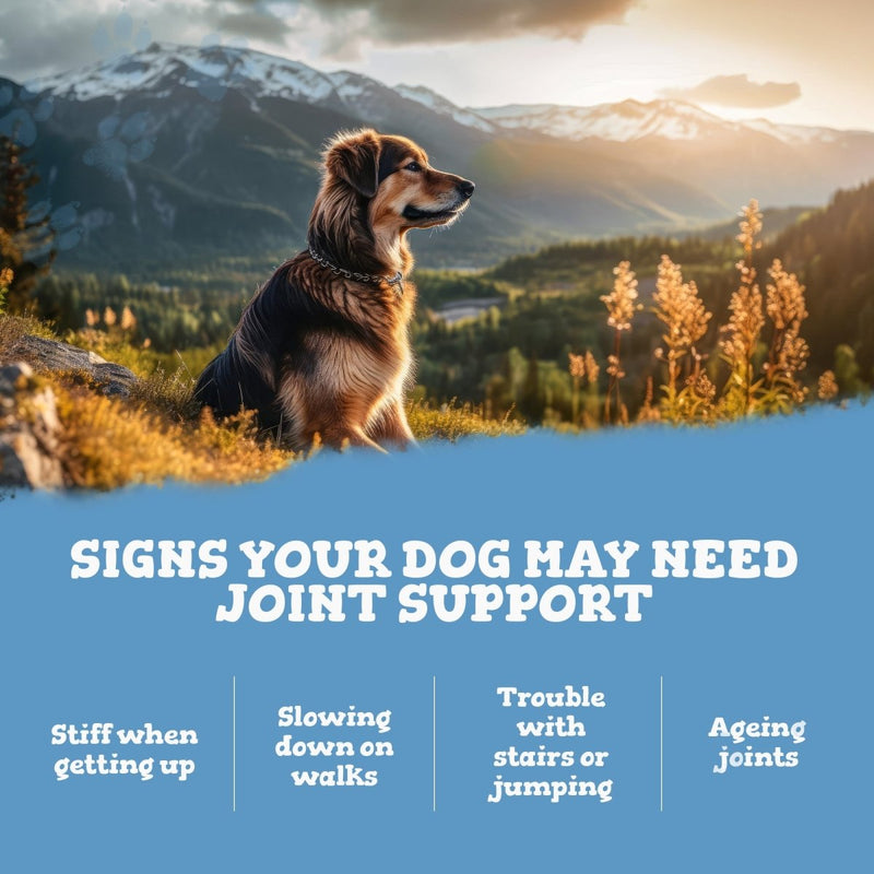 Split photo of a golden retriever and a senior dog with a blue banner reading Signs Your Dog May Need Joint Support