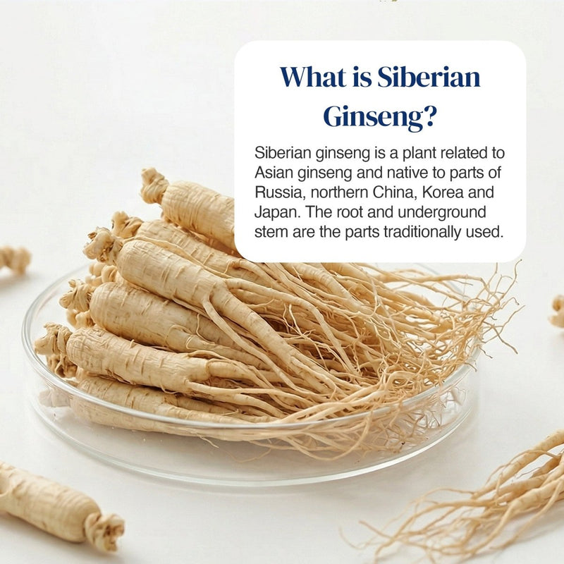A clear glass dish filled with dried Siberian ginseng roots on a white background, with a white text box overlay reading 'What is Siberian Ginseng?' and a short descriptive paragraph.