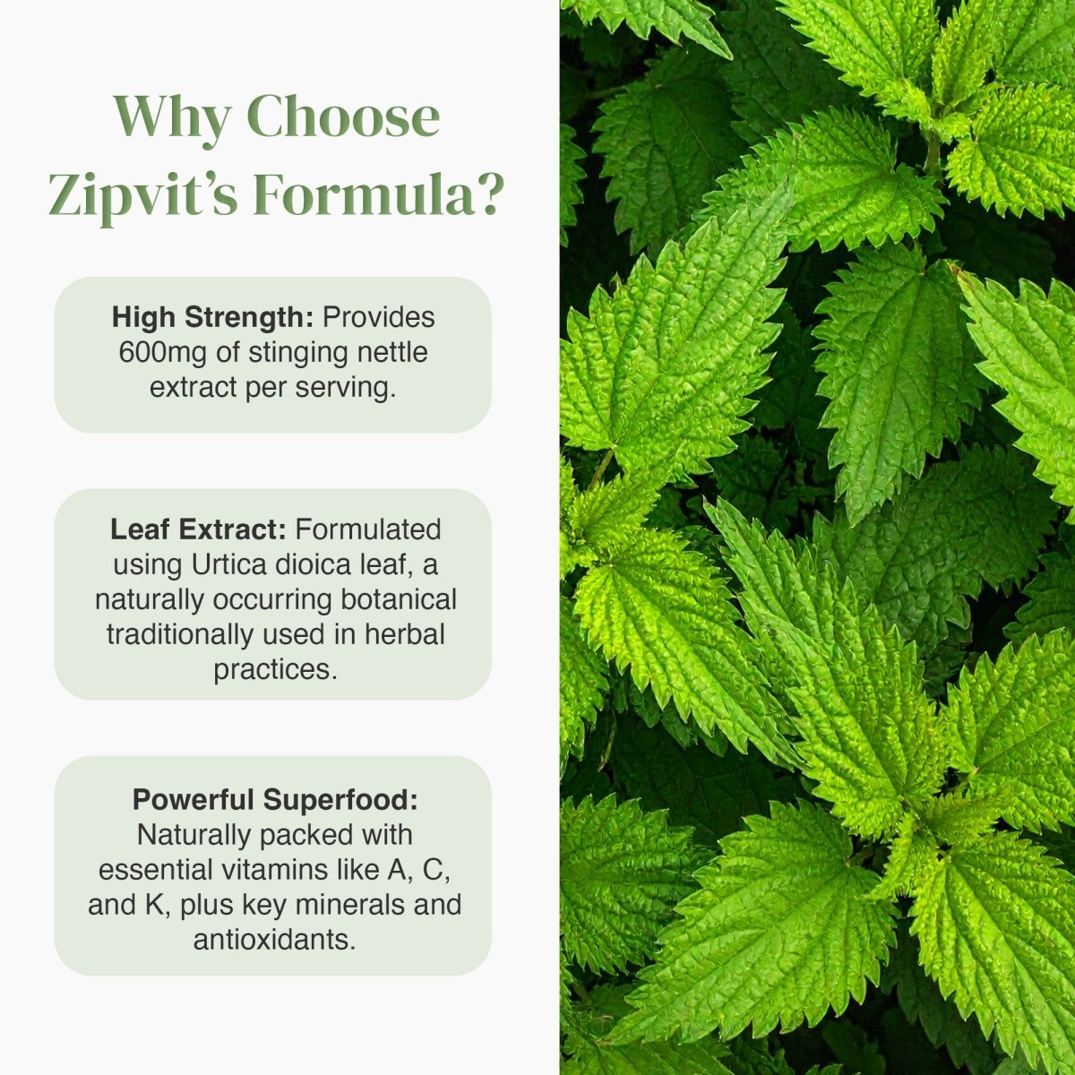 nettle plant benefits Stinging Nettle Leaf 600mg | Botanical Support