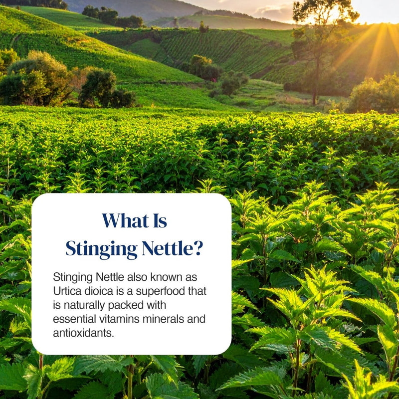 A scenic landscape photo of a lush green stinging nettle field with rolling hills under warm sunset light, with a white text box overlaid on the lower left reading 'What Is Stinging Nettle?' and a short description.