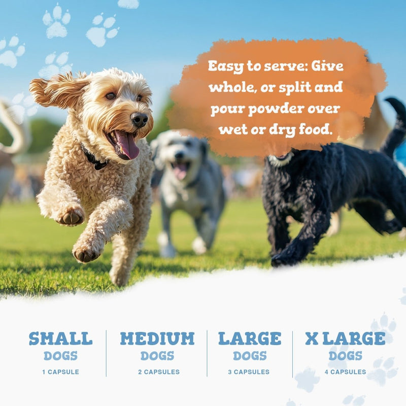 Three dogs running on grass with a product recommendation overlay.