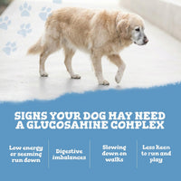 Dog standing on a white surface with text about glucosamine complex signs.