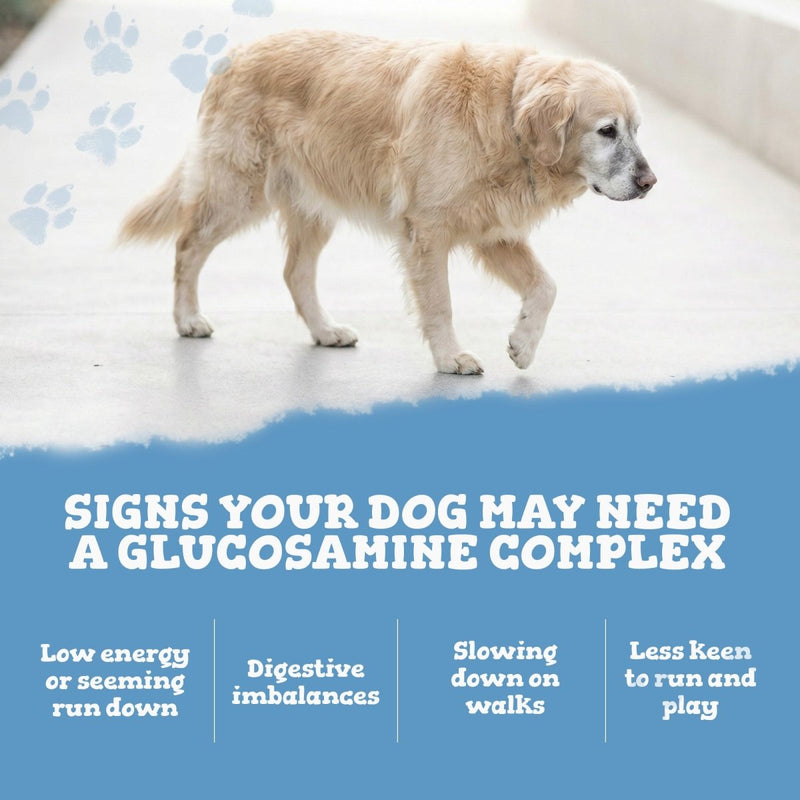 Dog standing on a white surface with text about glucosamine complex signs.
